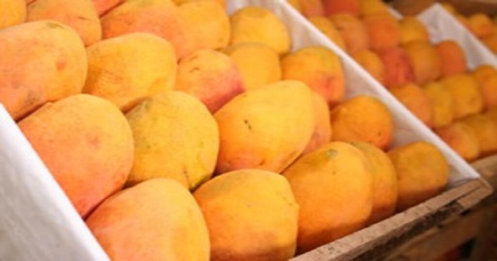 Freshly picked mangoes from Chanab Farms, ready to be delivered — Best Pakistani Mangoes Online